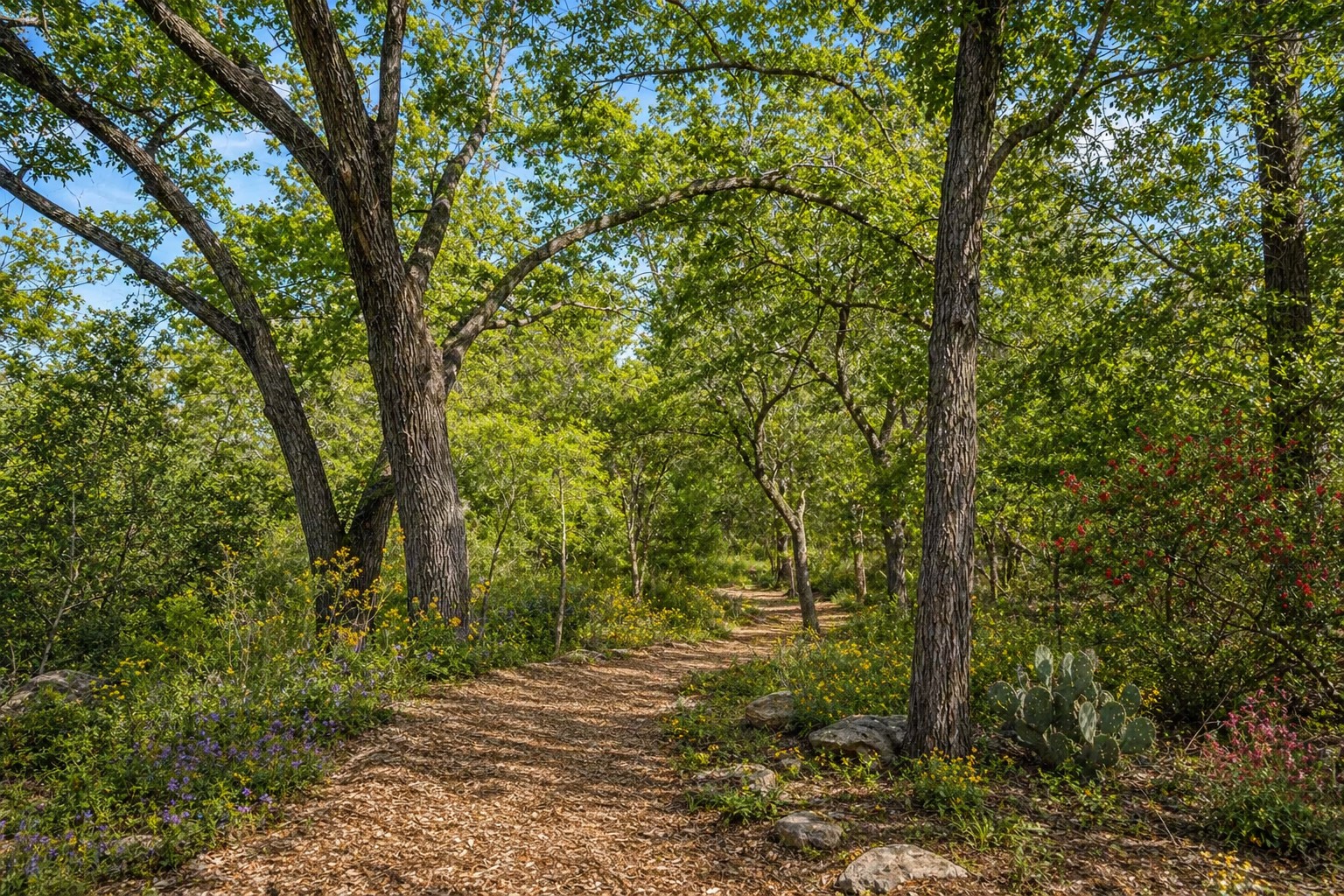 Wooded walking trail through the Barton Creek landscape